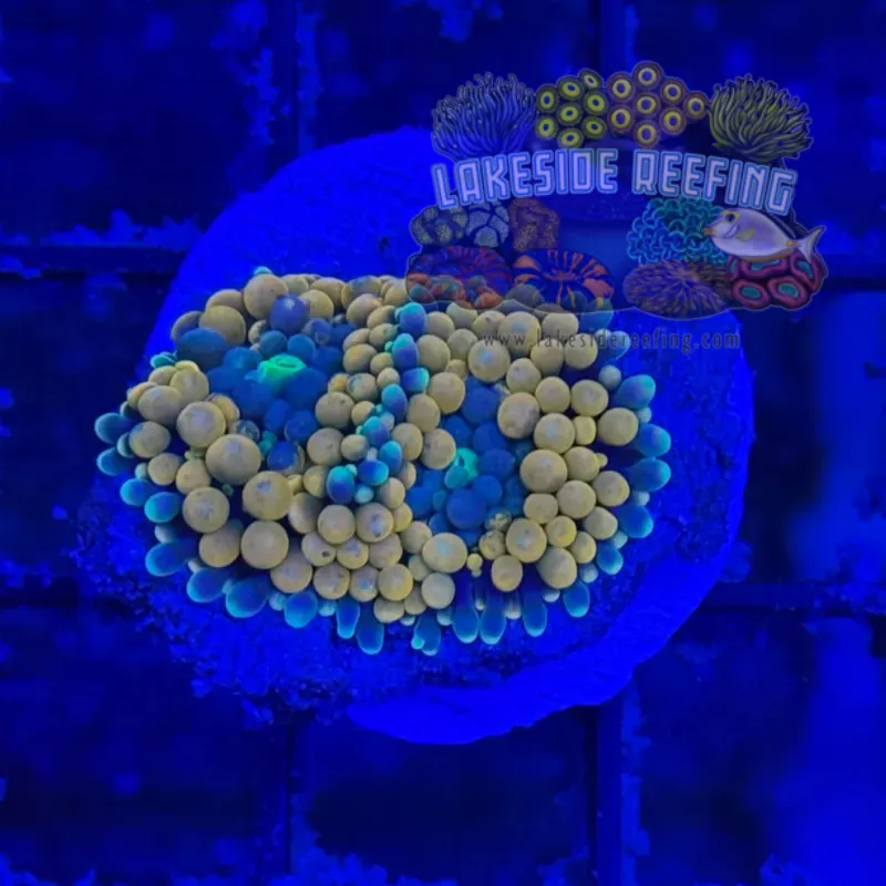 Ultra Ricordia Mushroom B1