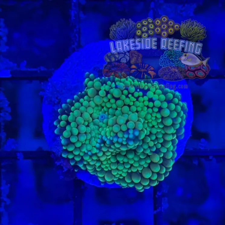 Ultra Ricordia Mushroom C1