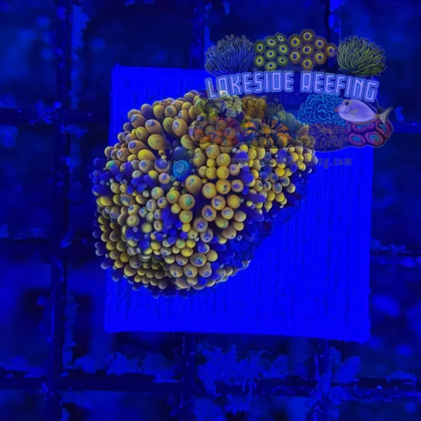 Ultra Ricordia Mushroom D2