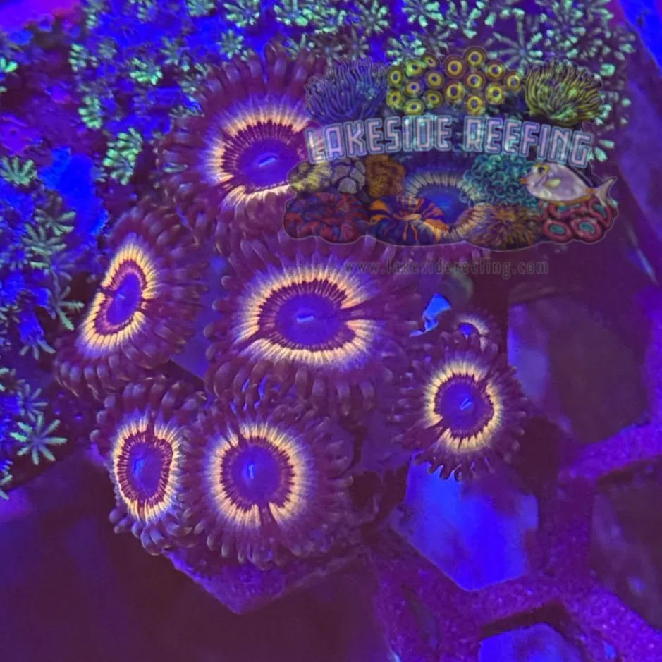 Sonic Flare Zoa Frag