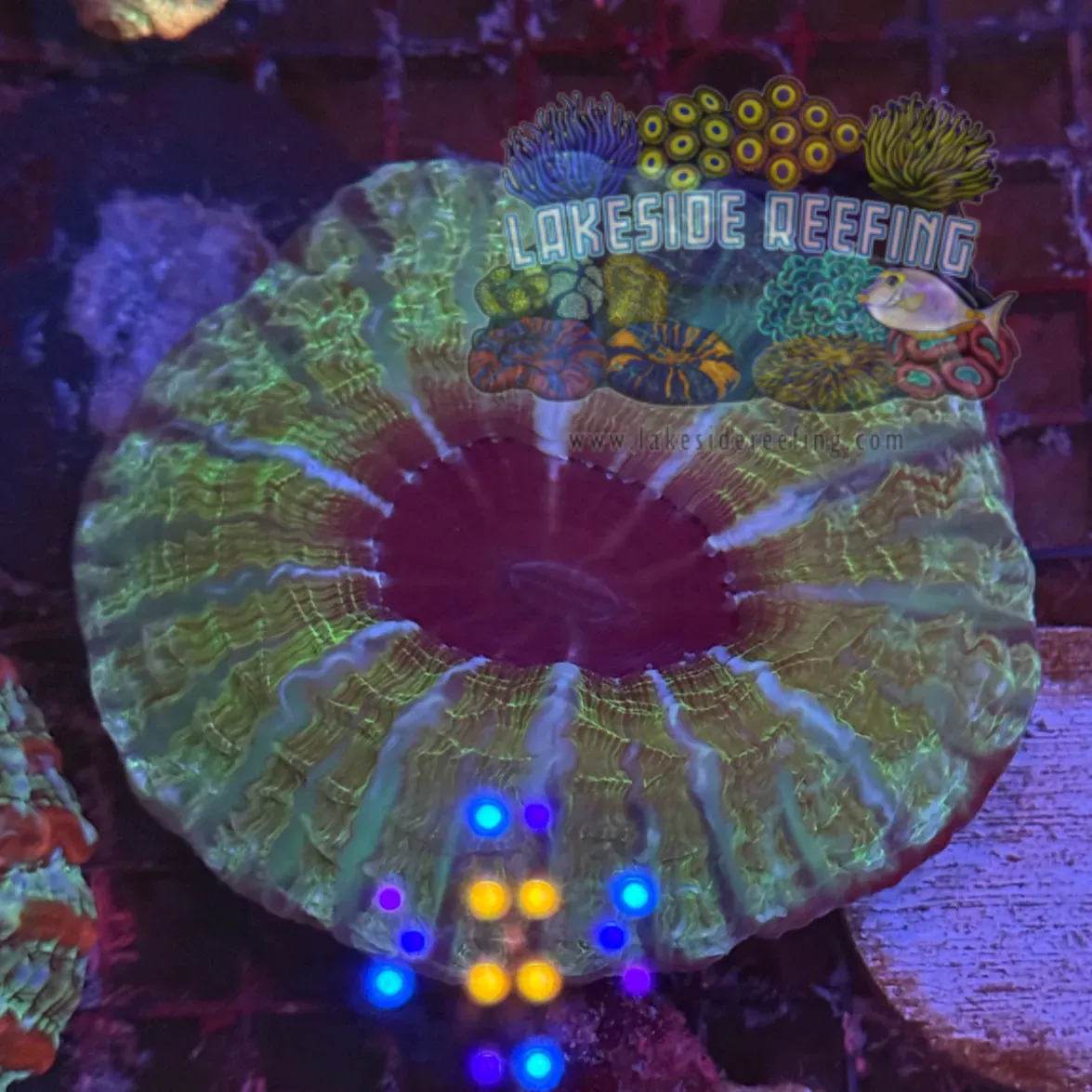 Green Striped Indophyllia