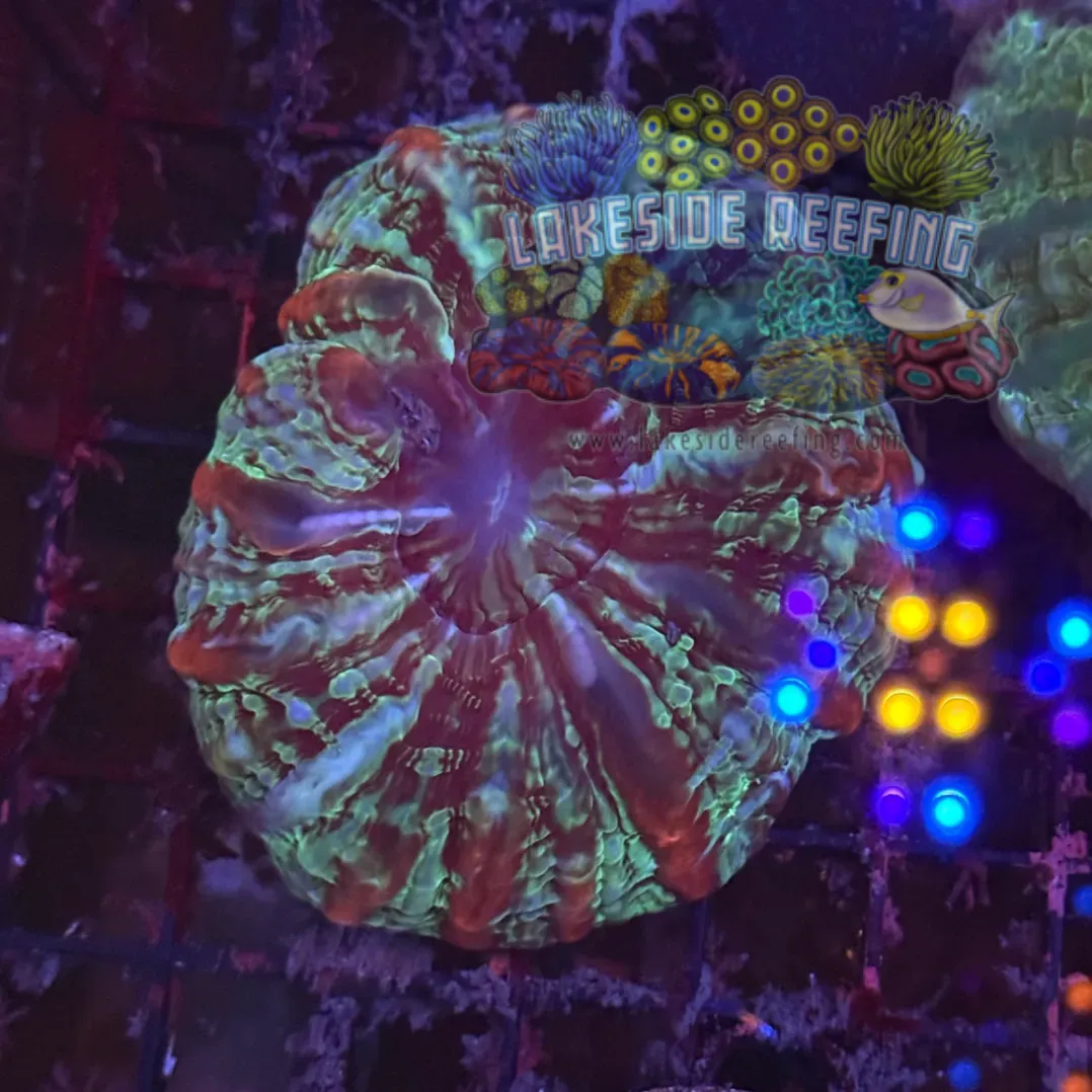 Green and Red Striped Indophyllia