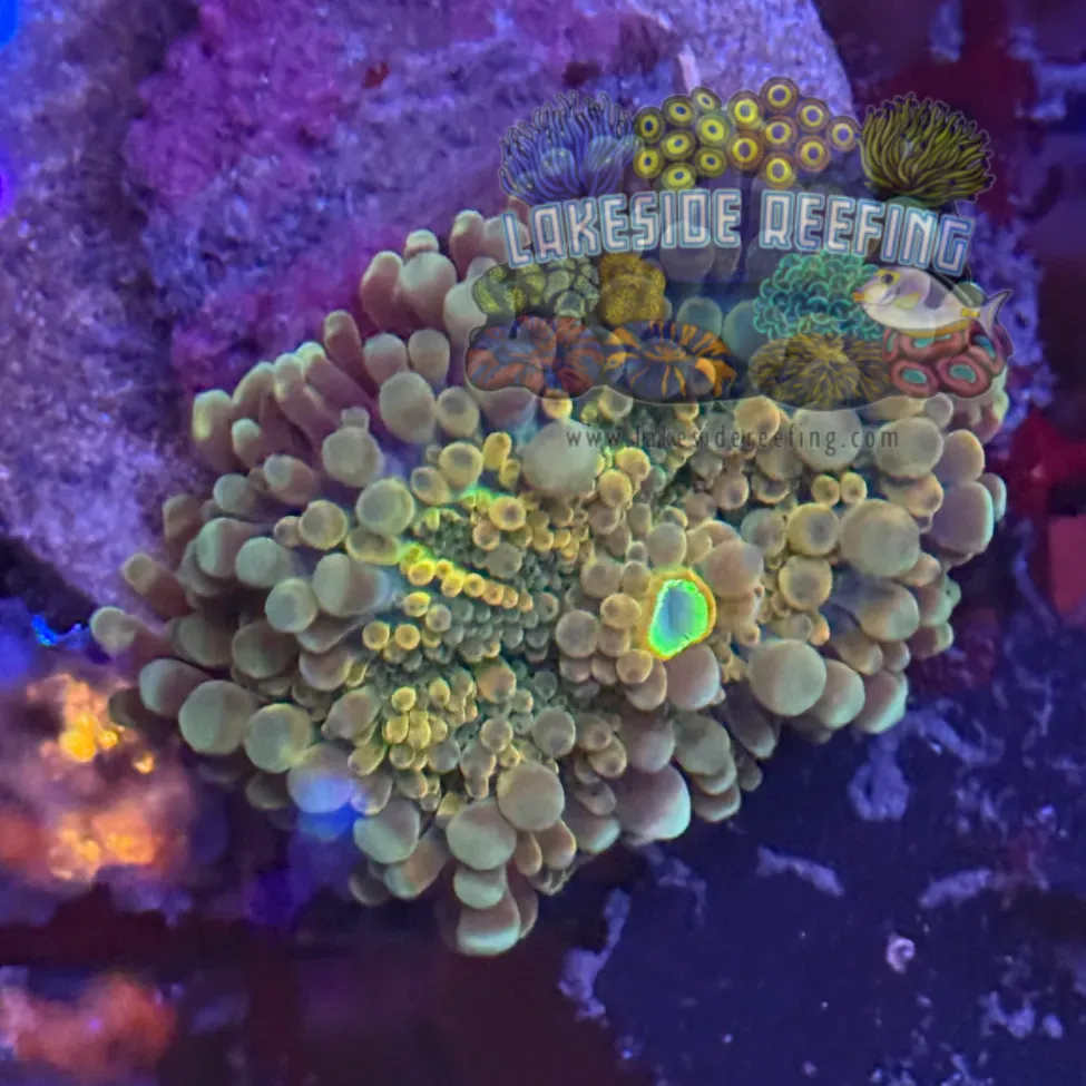 Ultra Rainbow Yuma Mushroom