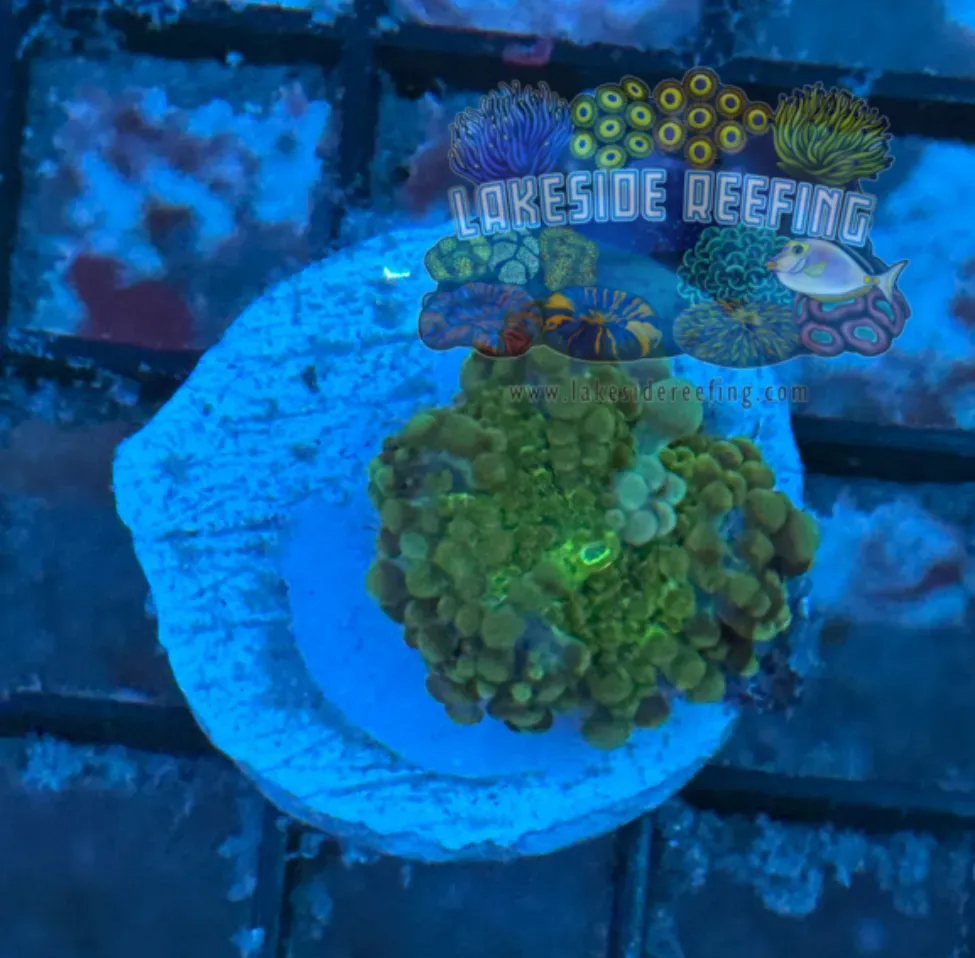 Gumball Ricordia Mushroom B4