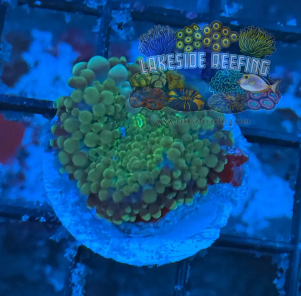 Gumball Ricordia Mushroom B3