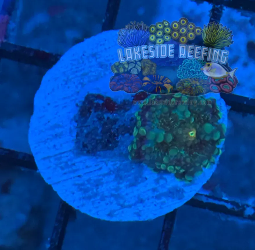 Gumball Ricordia Mushroom A4