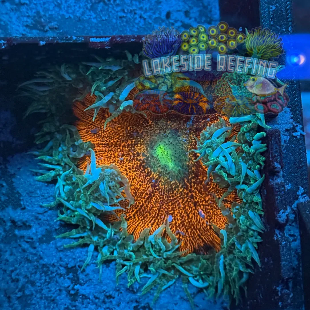 Rock Flower Anemone 1