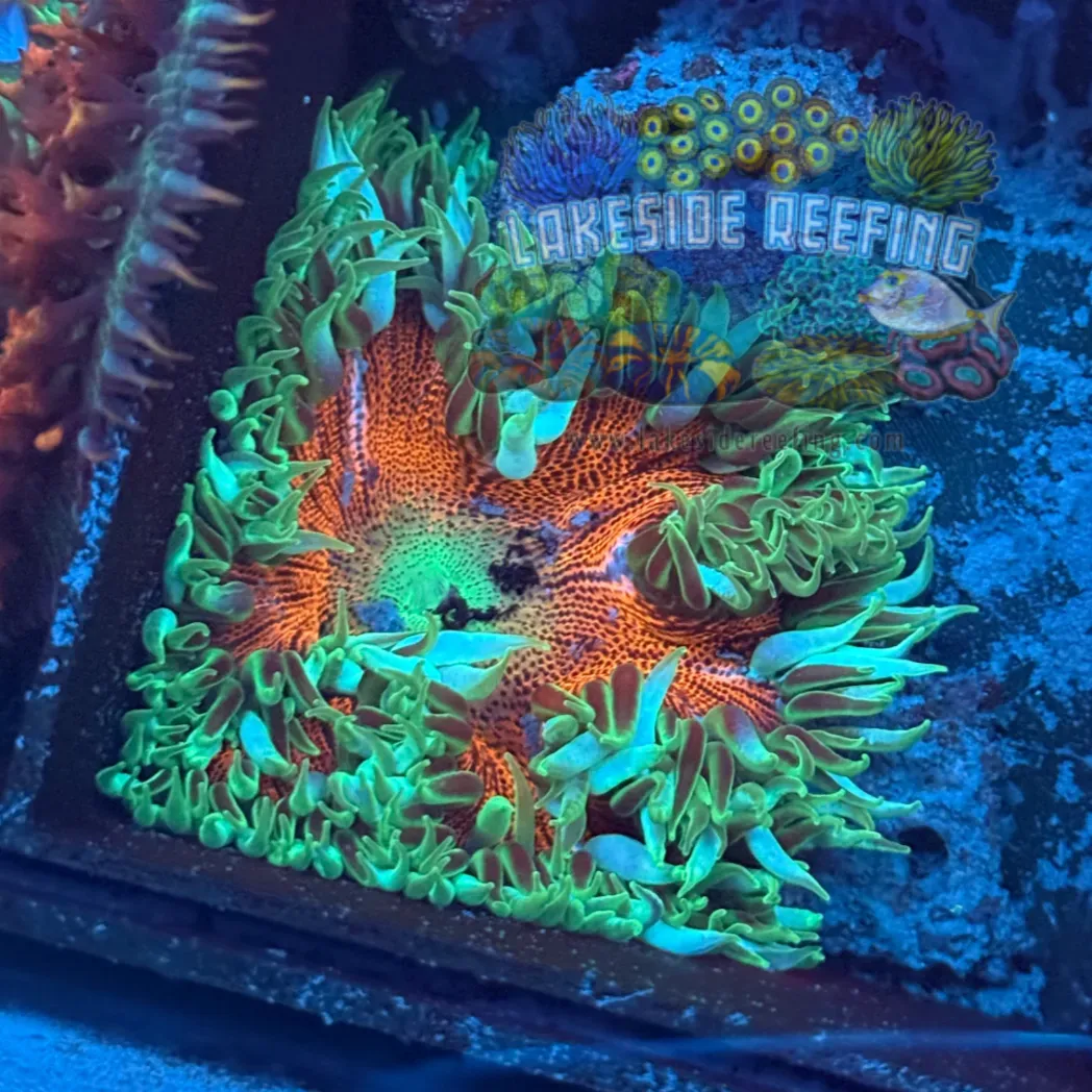 Rock Flower Anemone 2