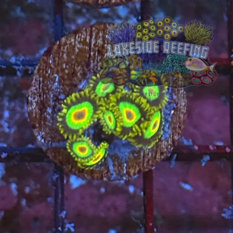 Aquacultured Rasta Zoanthids 2