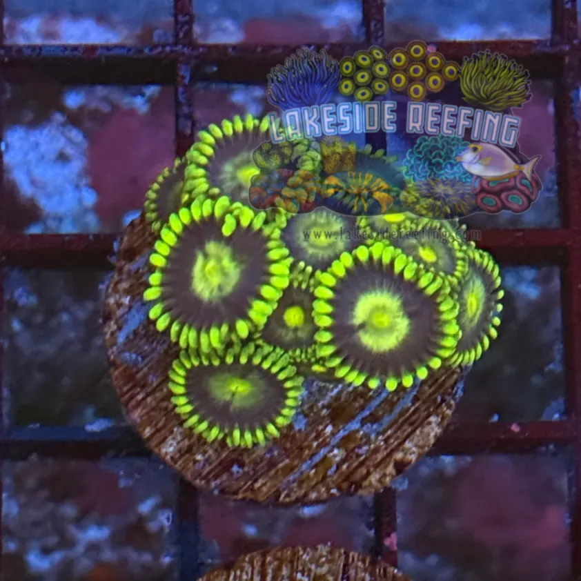 Radioactive Dragon Eyes Zoanthids