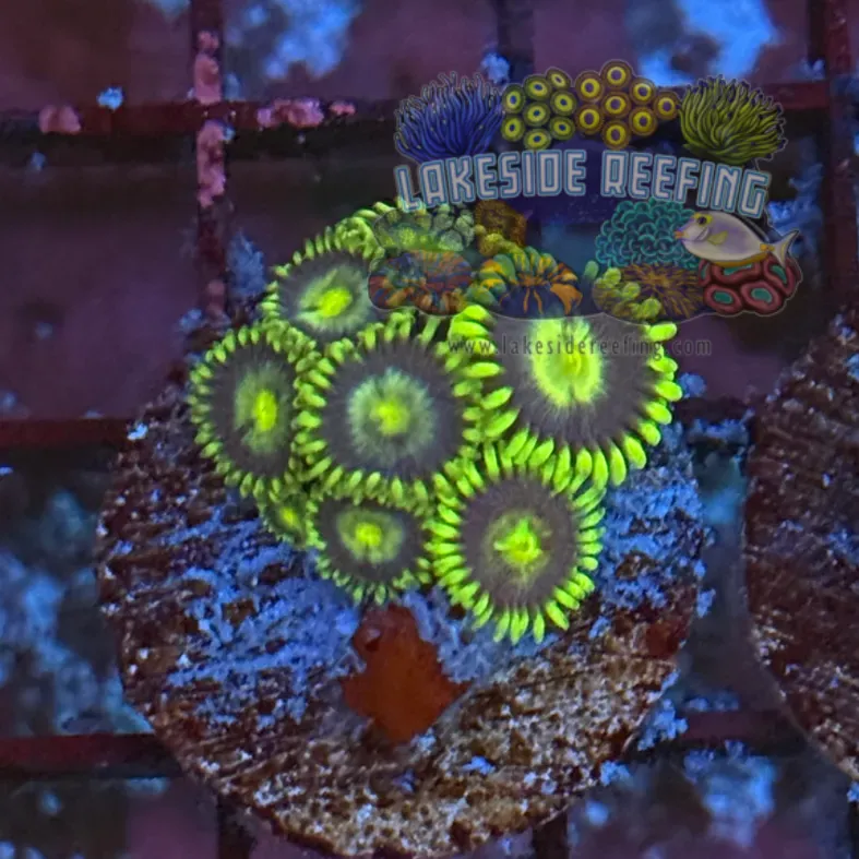 Radioactive Dragon Eyes Zoanthids