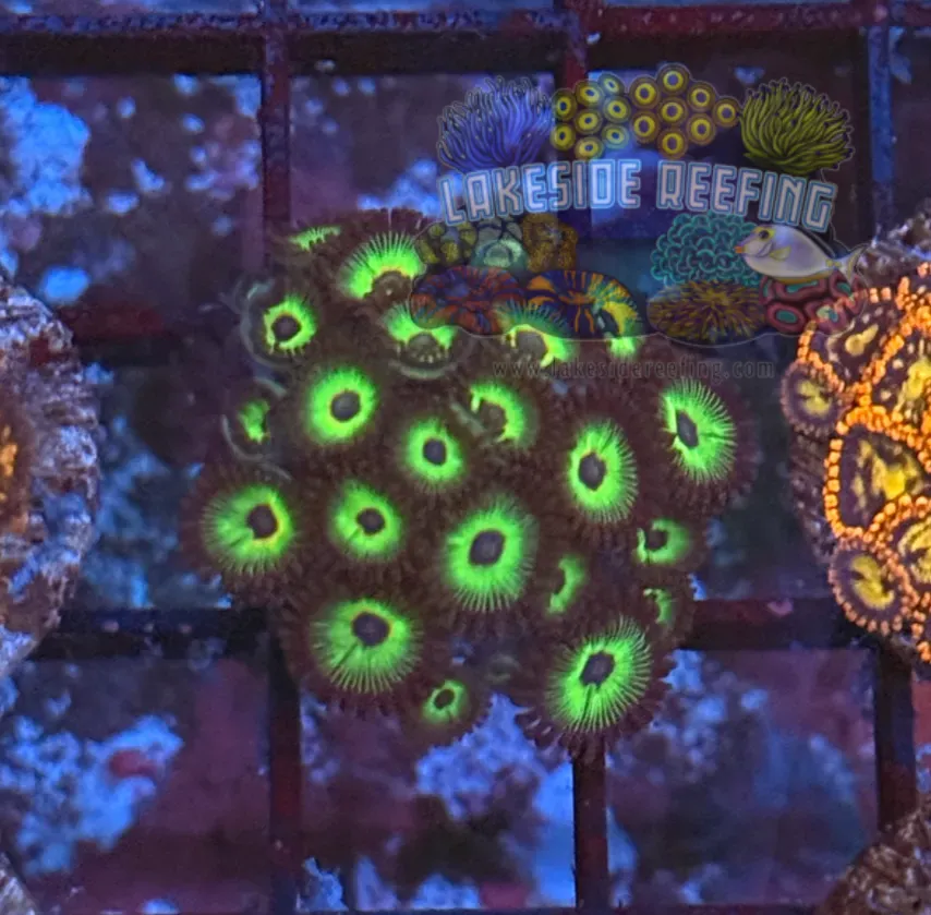 ACI Bob Marley Zoanthids