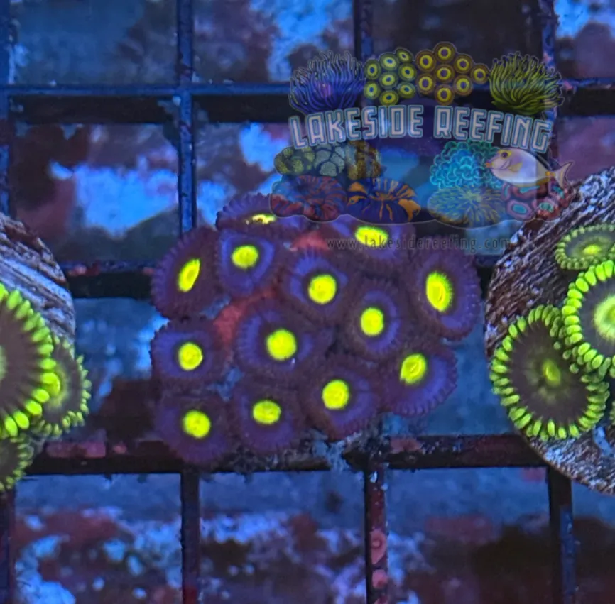 ACI Cultured AOI Zoanthids