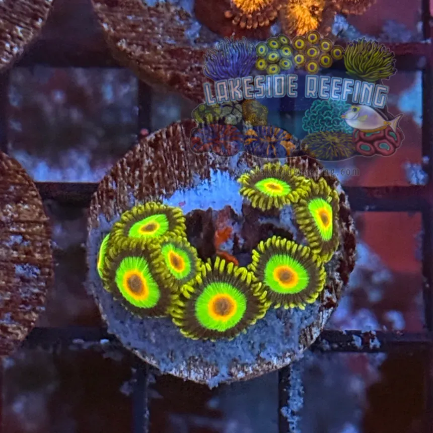 Aquacultured Rasta Zoanthids 1