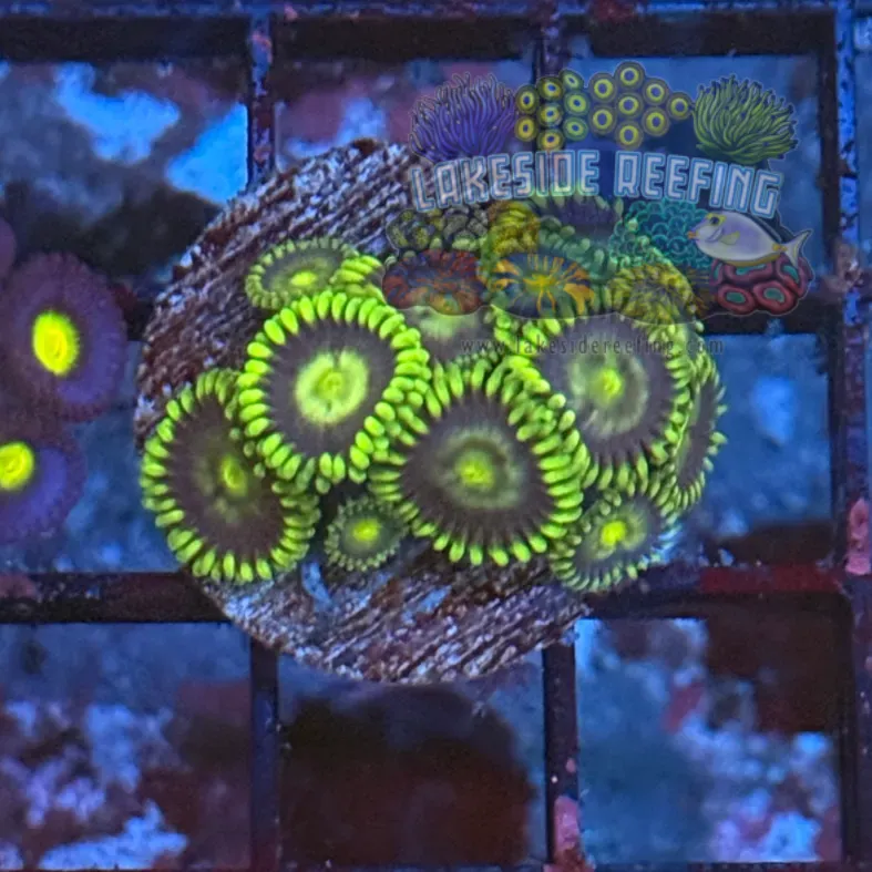 Radioactive Dragon Eyes Zoanthids