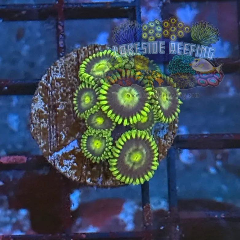 Radioactive Dragon Eyes Zoanthids