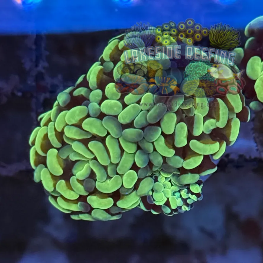 Aquacultured Ultra Master Branching Hammer Coral