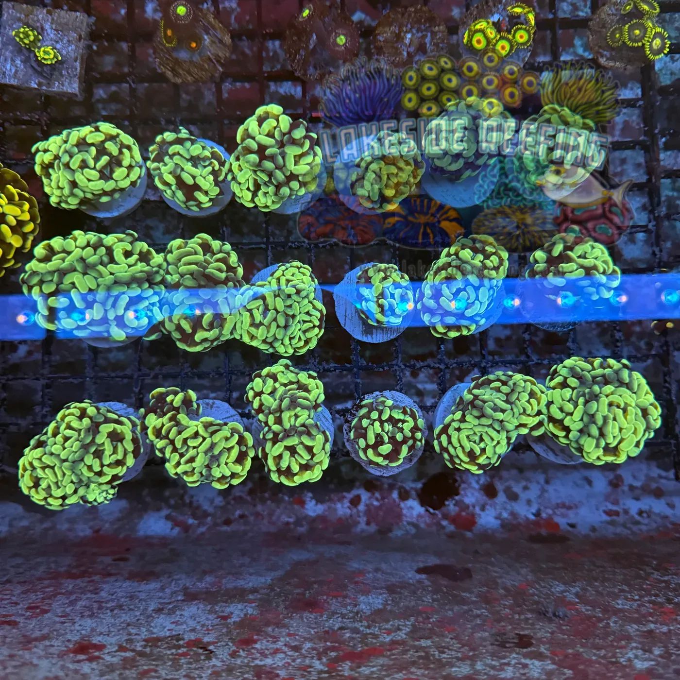 Aquacultured Ultra Master Branching Hammer Coral