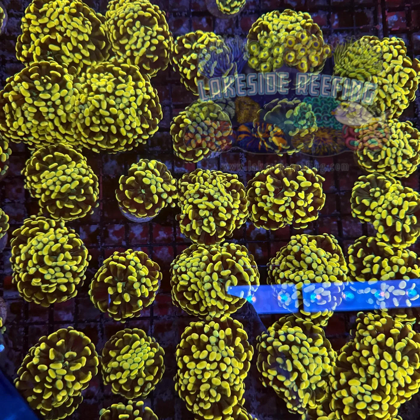 Aquacultured Ultra Gold Branching Hammer Coral