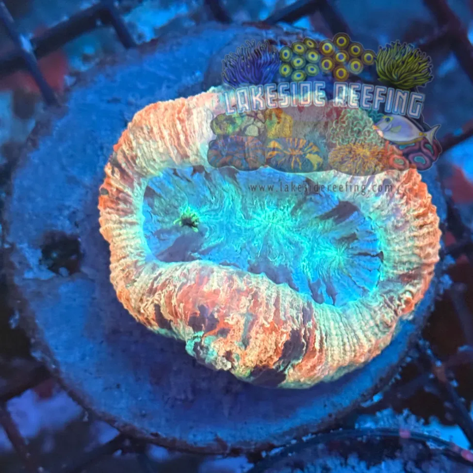 Red Mush Toxic Welso Coral