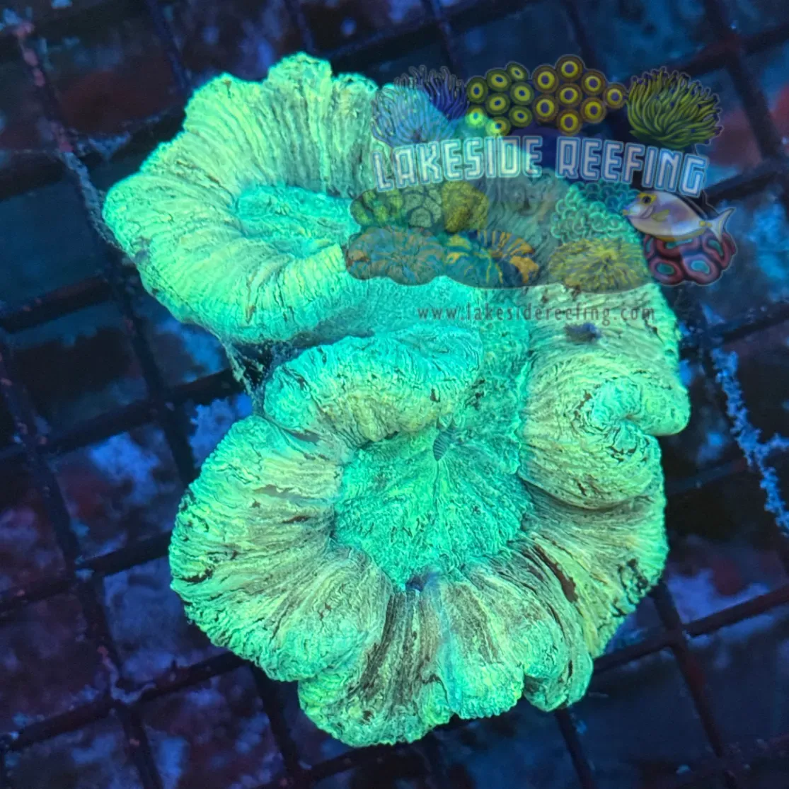 Green on Wave Welso Coral