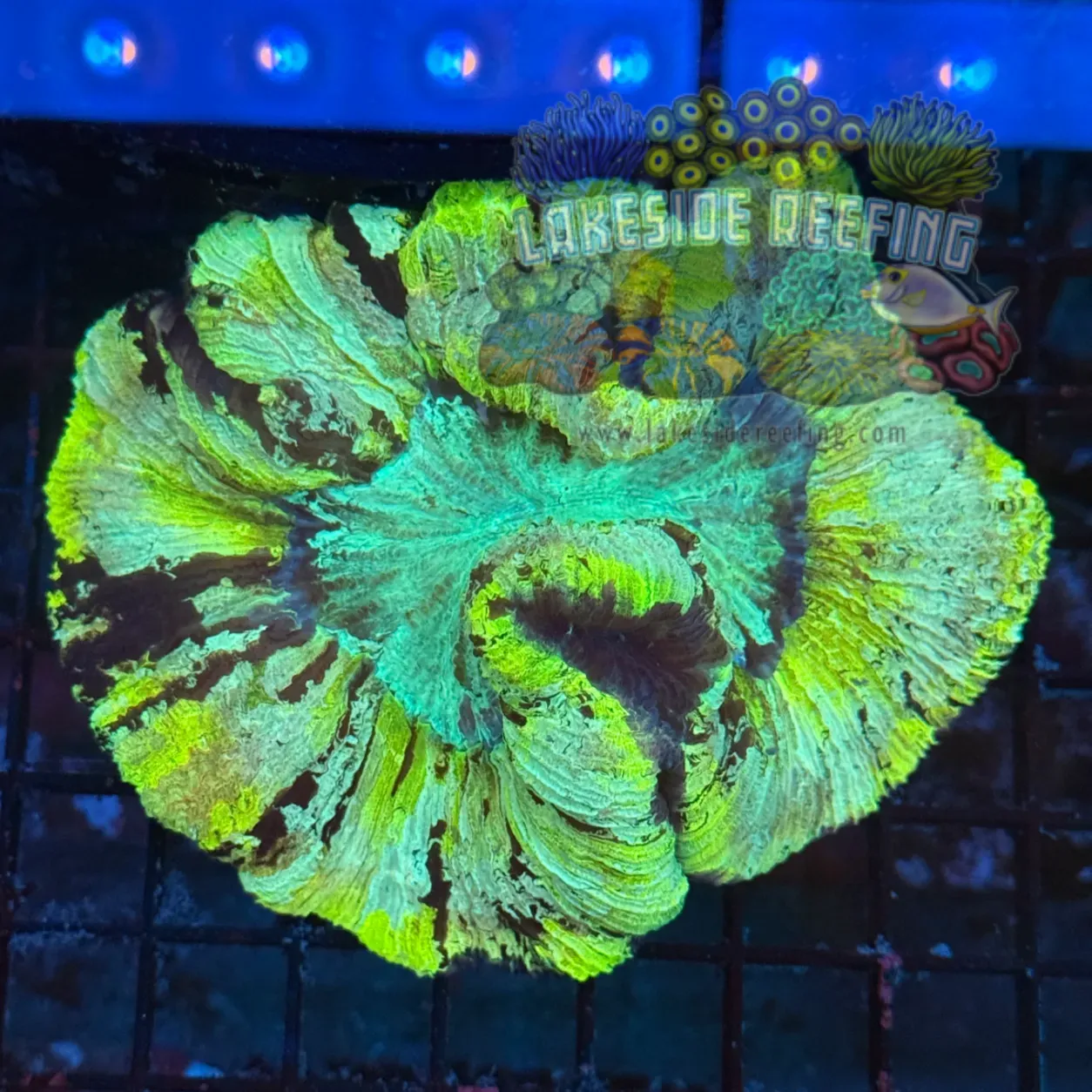 Ultra Keylime Welso Coral