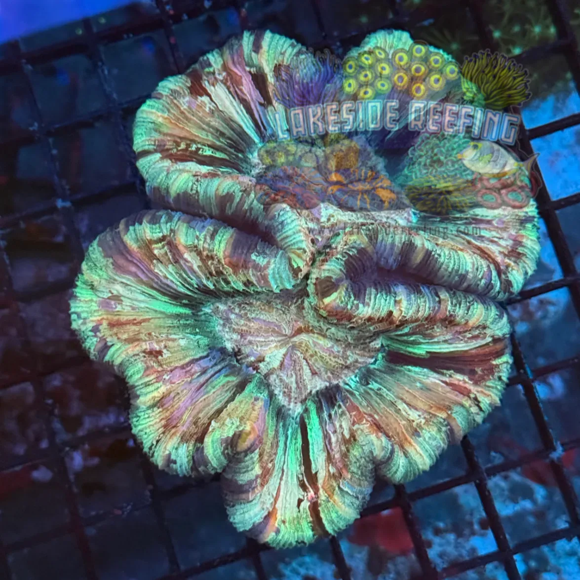 Striped Rainbow Welso