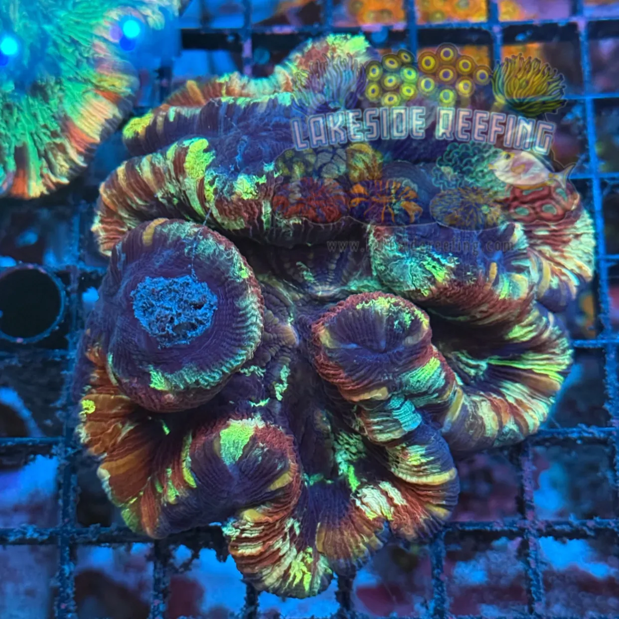 Ultra Deep Rainbow Welso