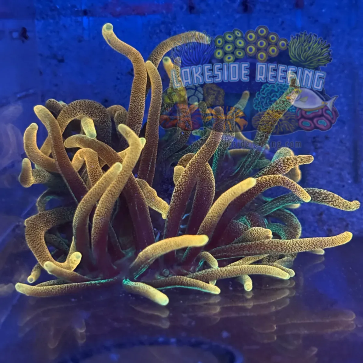 Aquacultured Chicago Sunburst Anemone