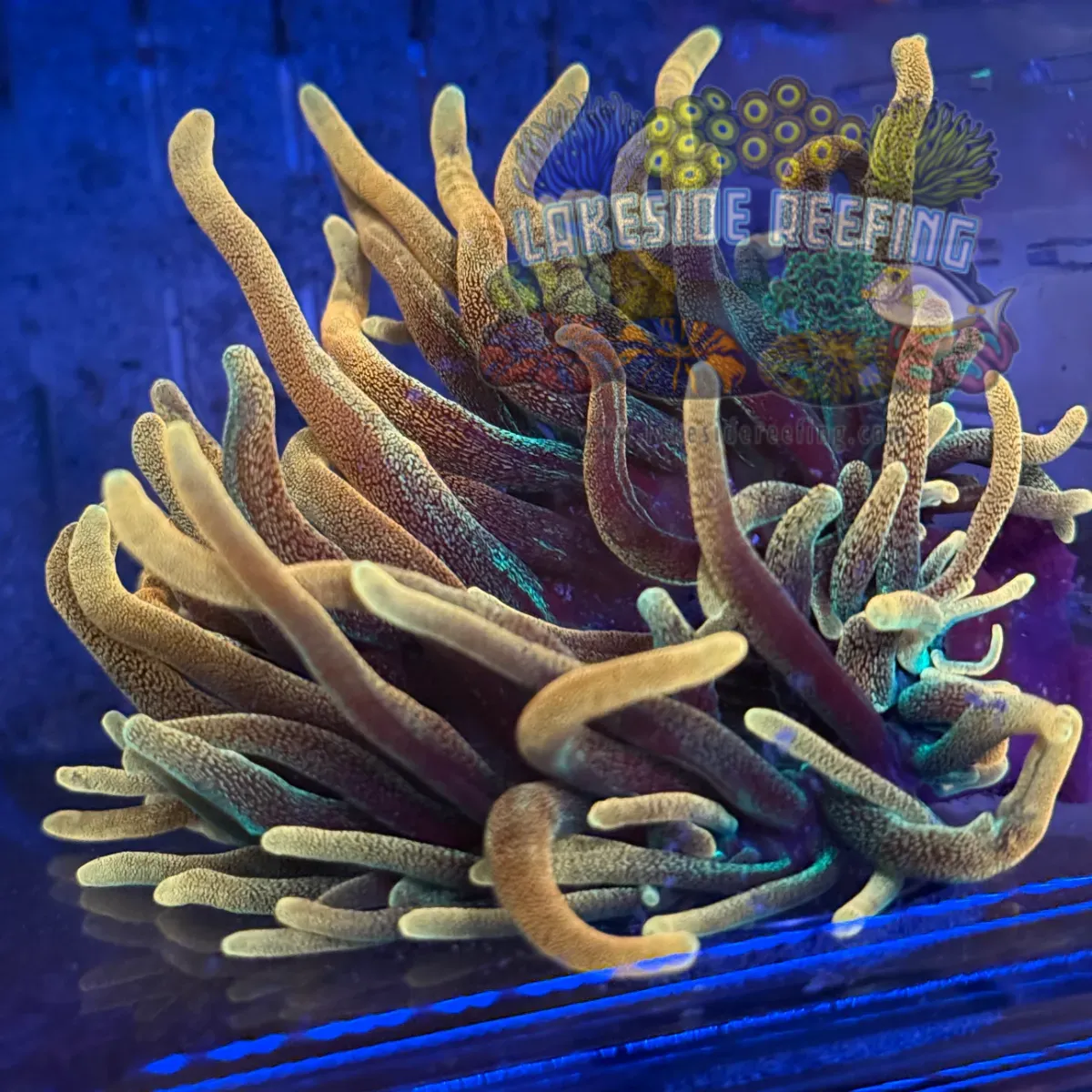 Aquacultured Chicago Sunburst Anemone