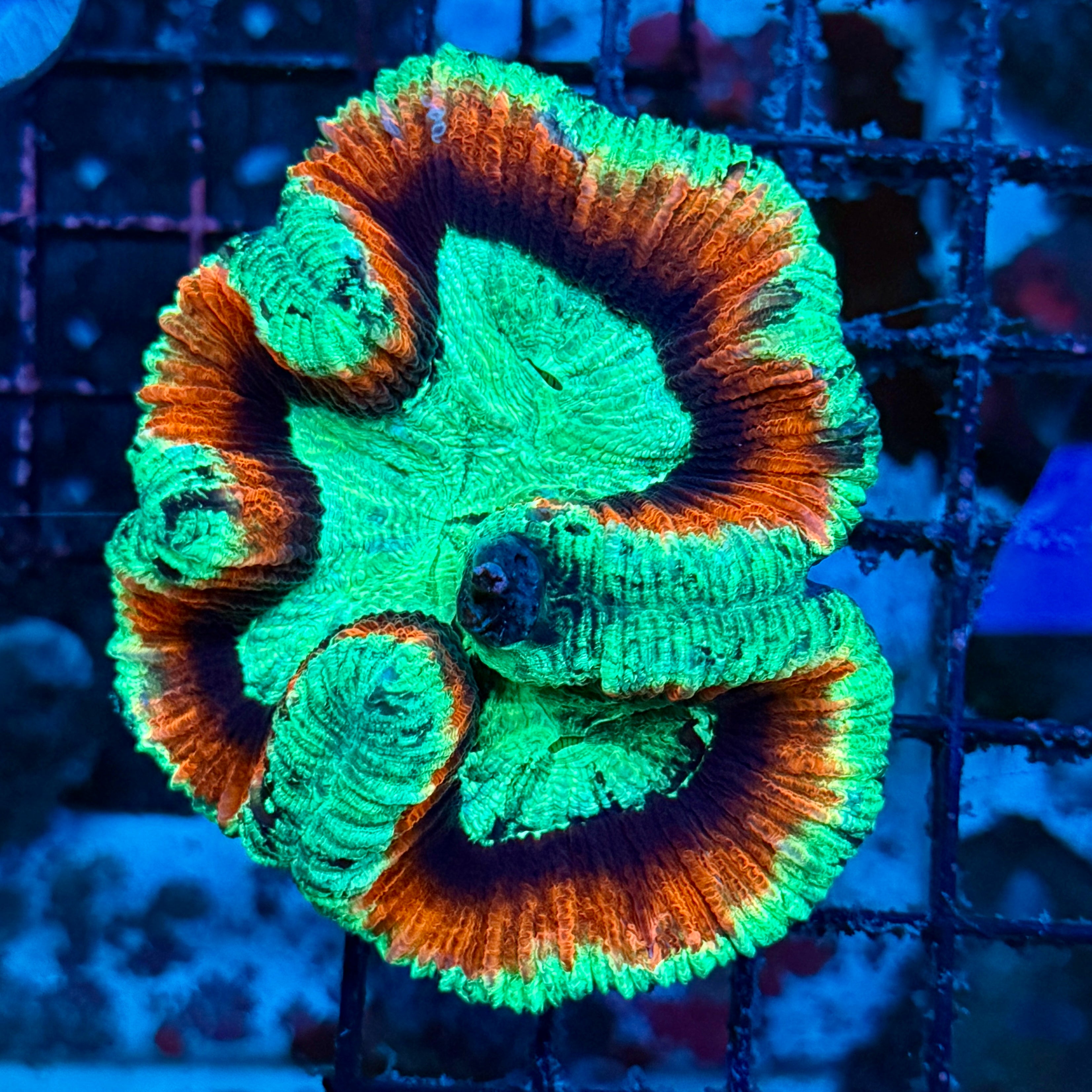 Red Ring Ultra Welso Coral