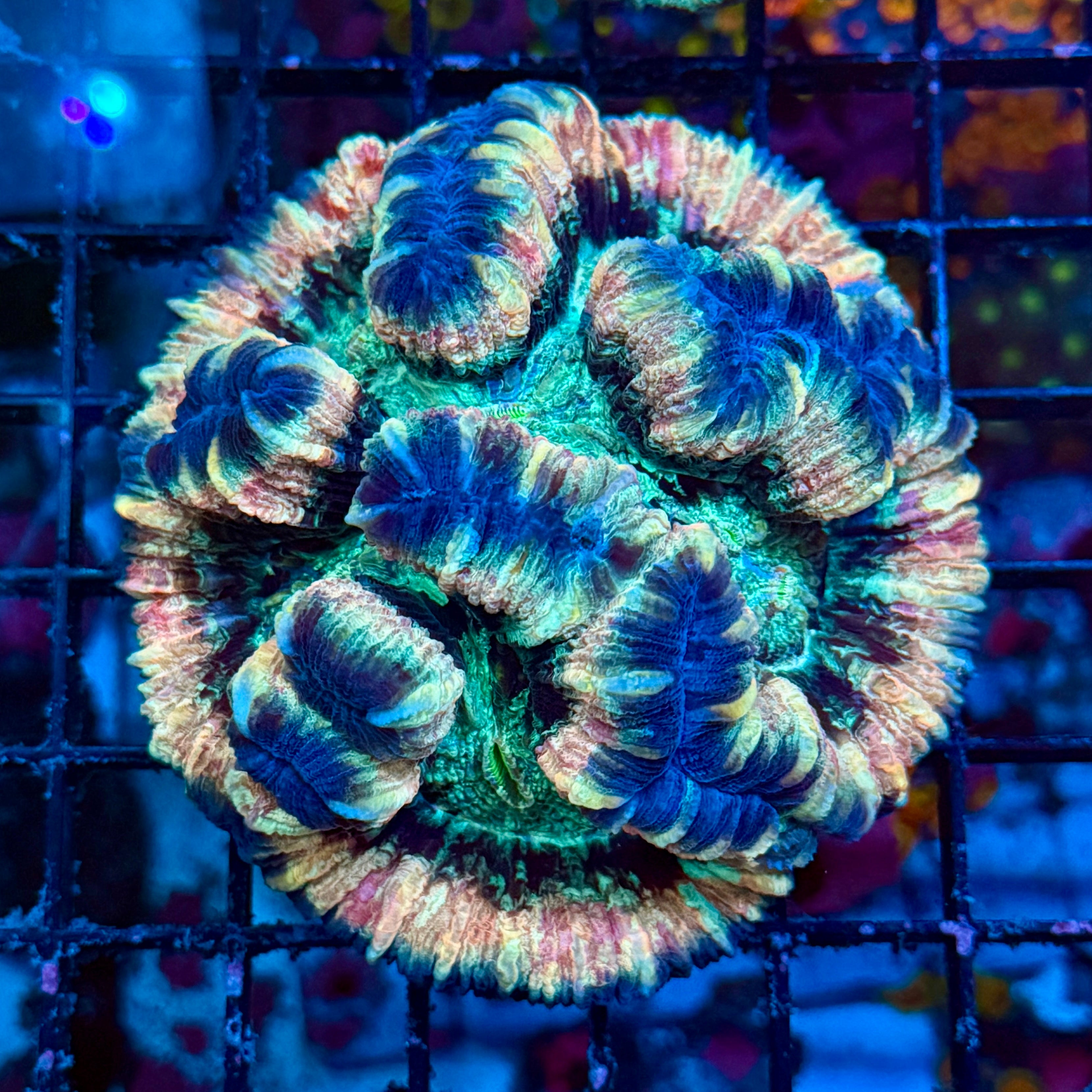 Peach Rainbow Welso Coral