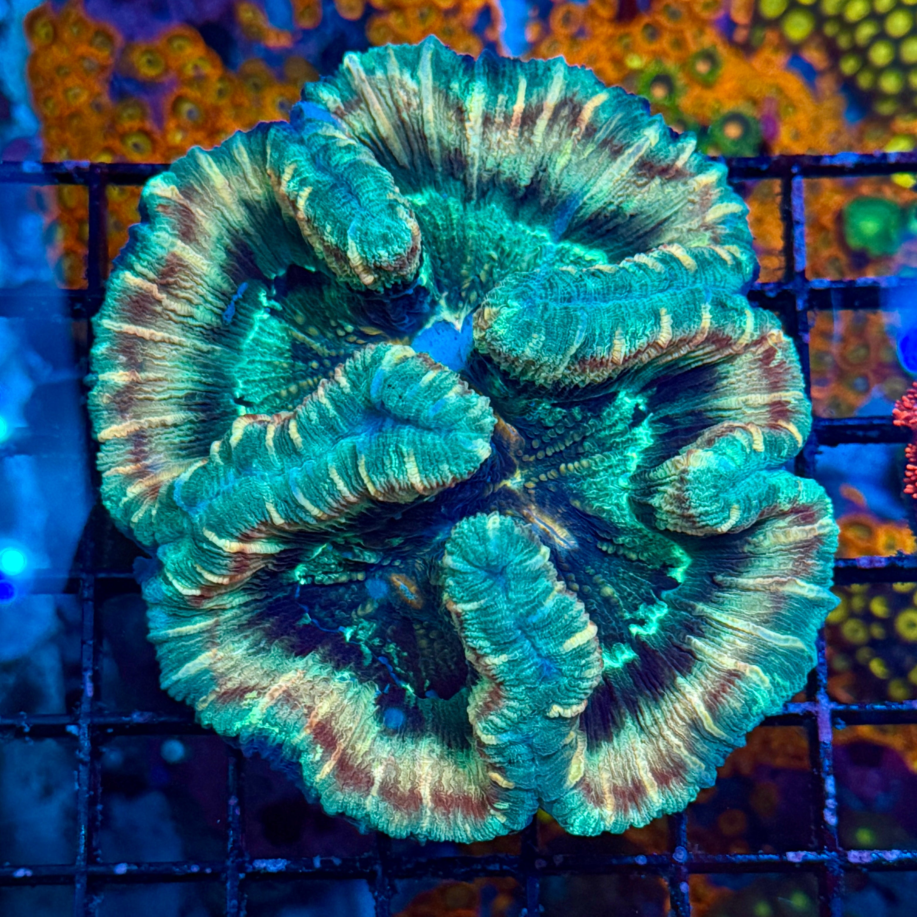 Green Red Ombre Rainbow Welso Coral