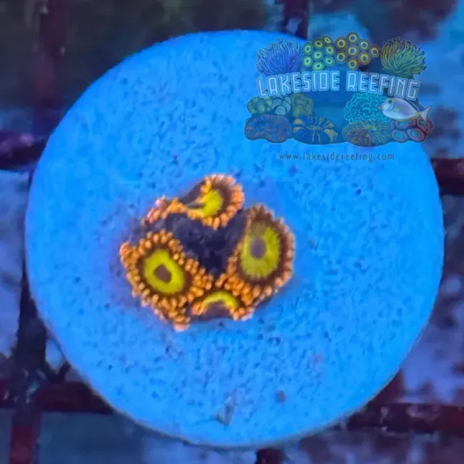 Fruitloops Zoanthids 1