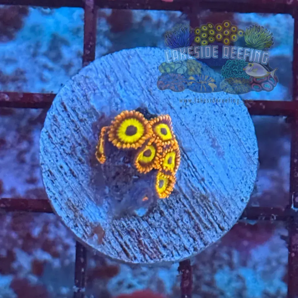 Fruitloops Zoanthids 2