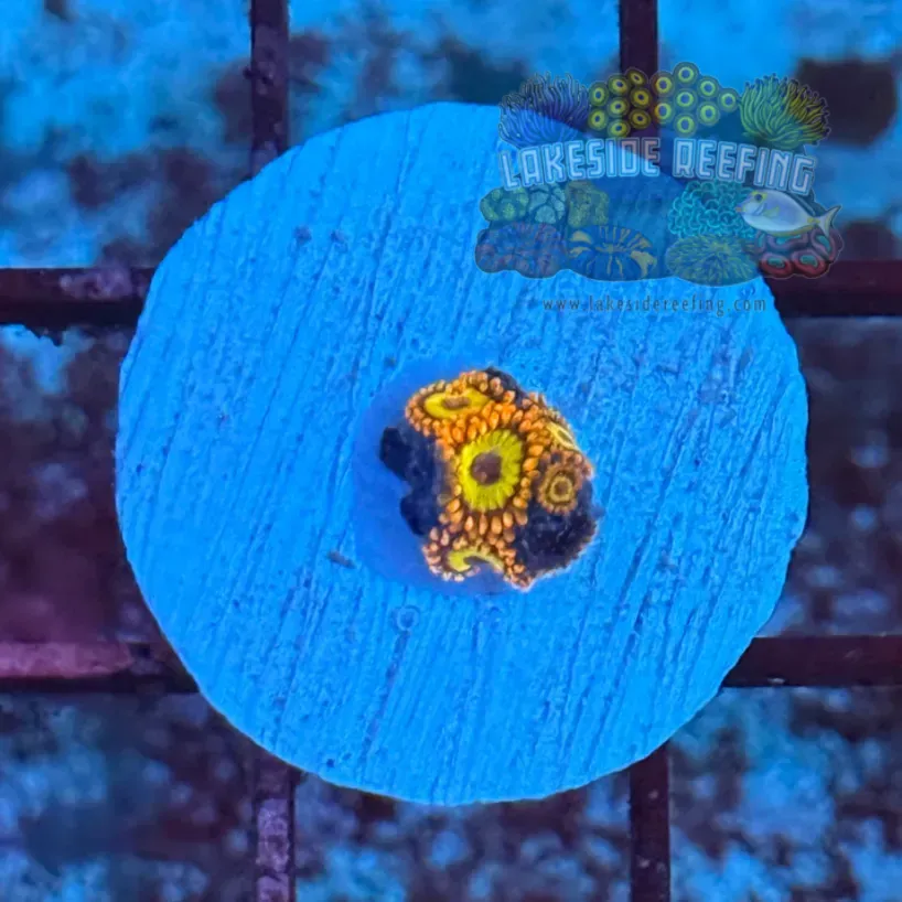 Fruitloops Zoanthids 4
