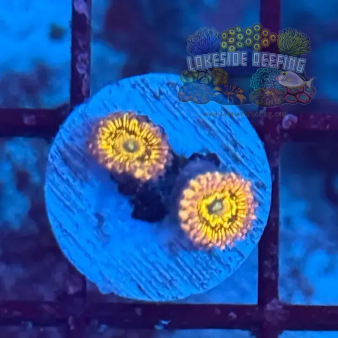 Stratosphere Zoanthids 2