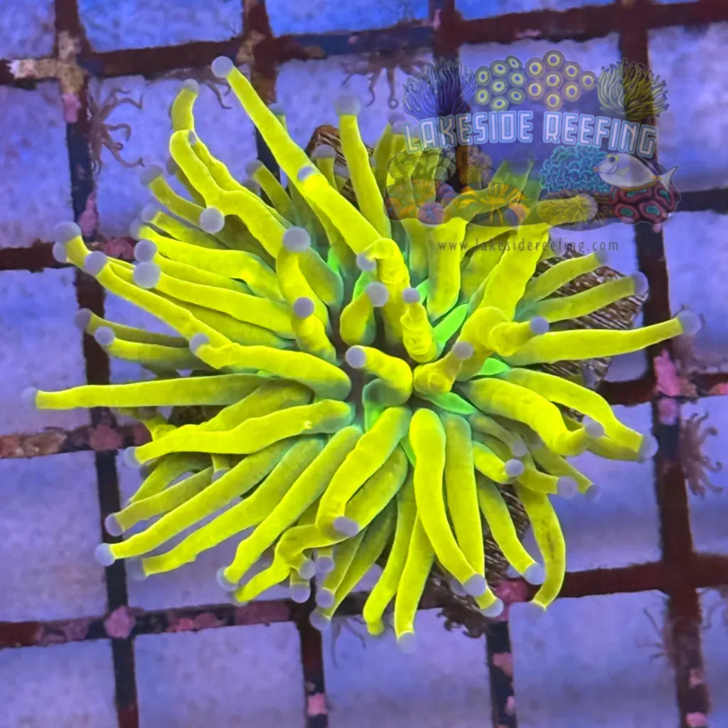 Bright Banana Grail Torch Coral R4D7