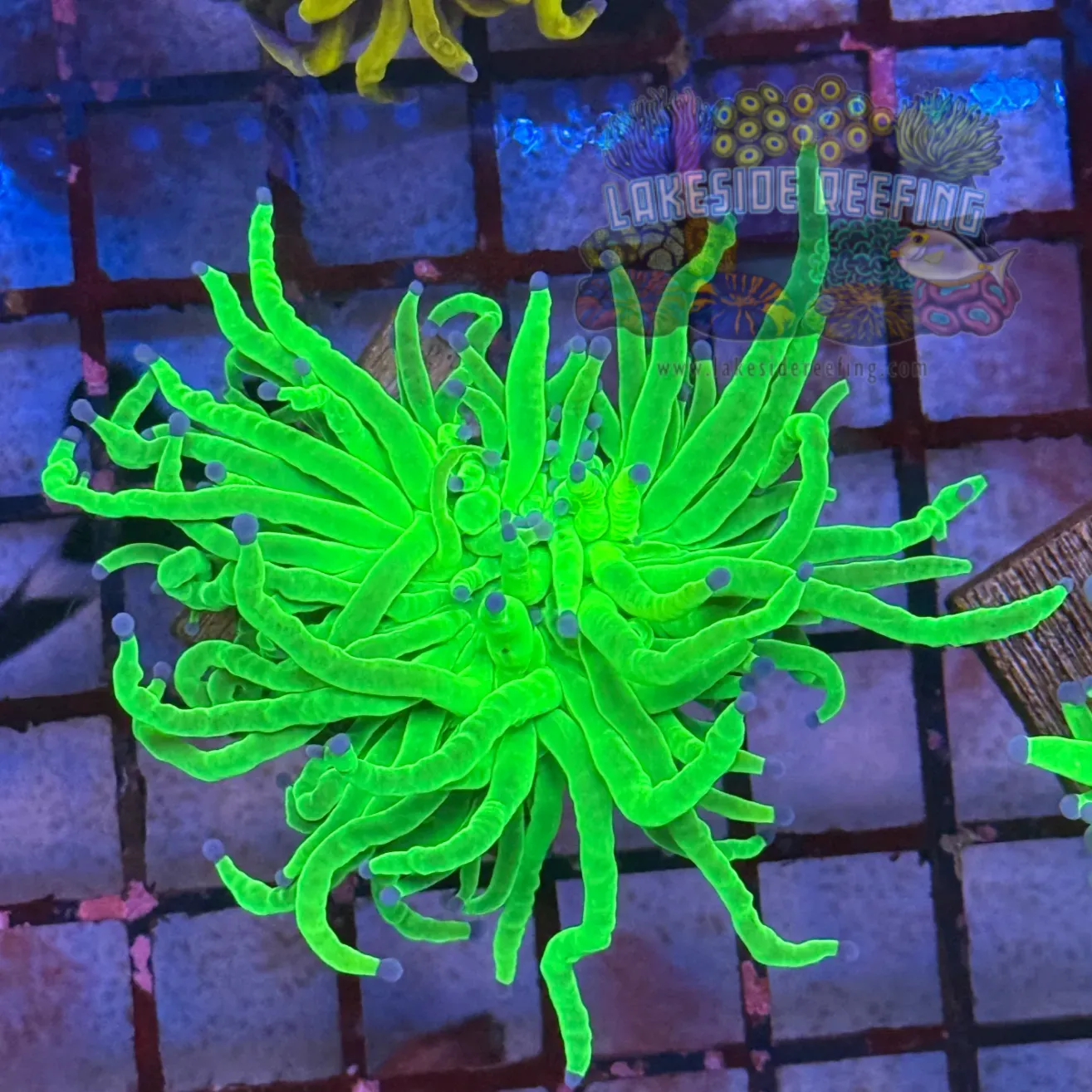 Bright OG Holy Grail Torch Coral R4B7