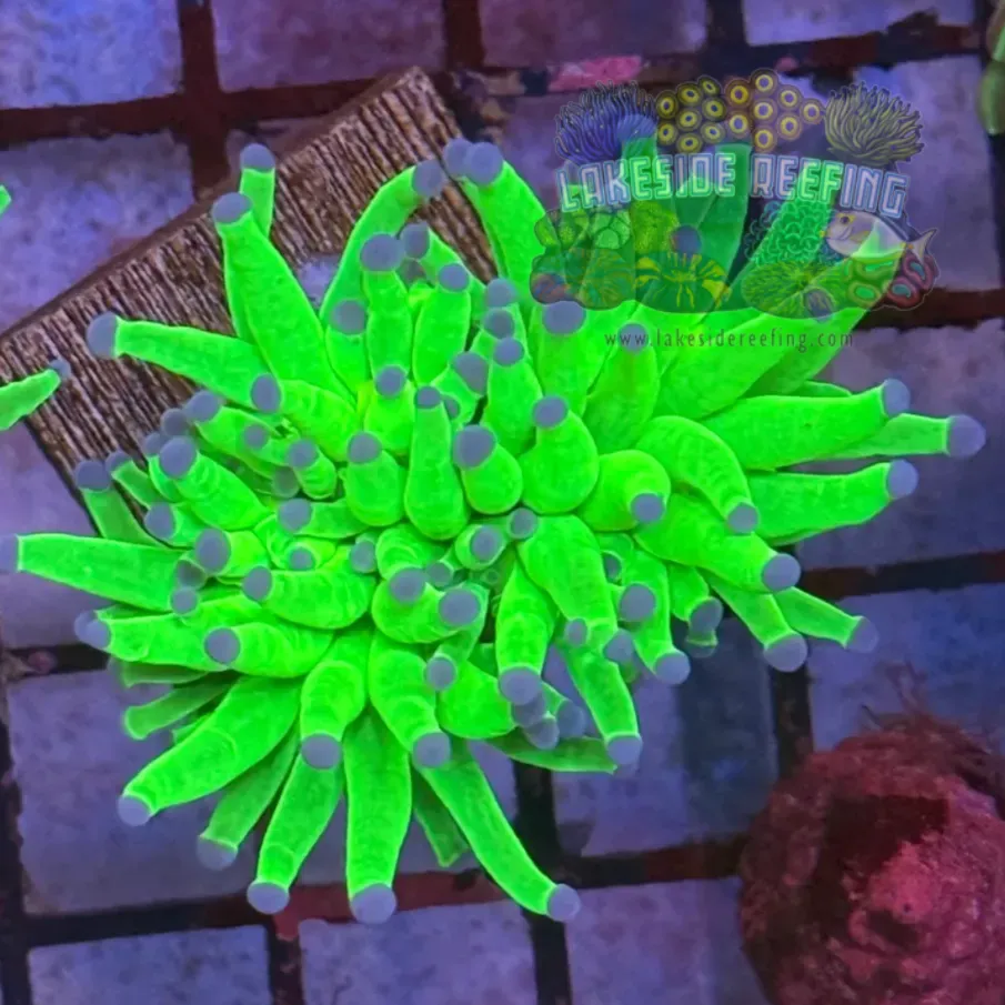 Bright OG Holy Grail Torch Coral R4A7