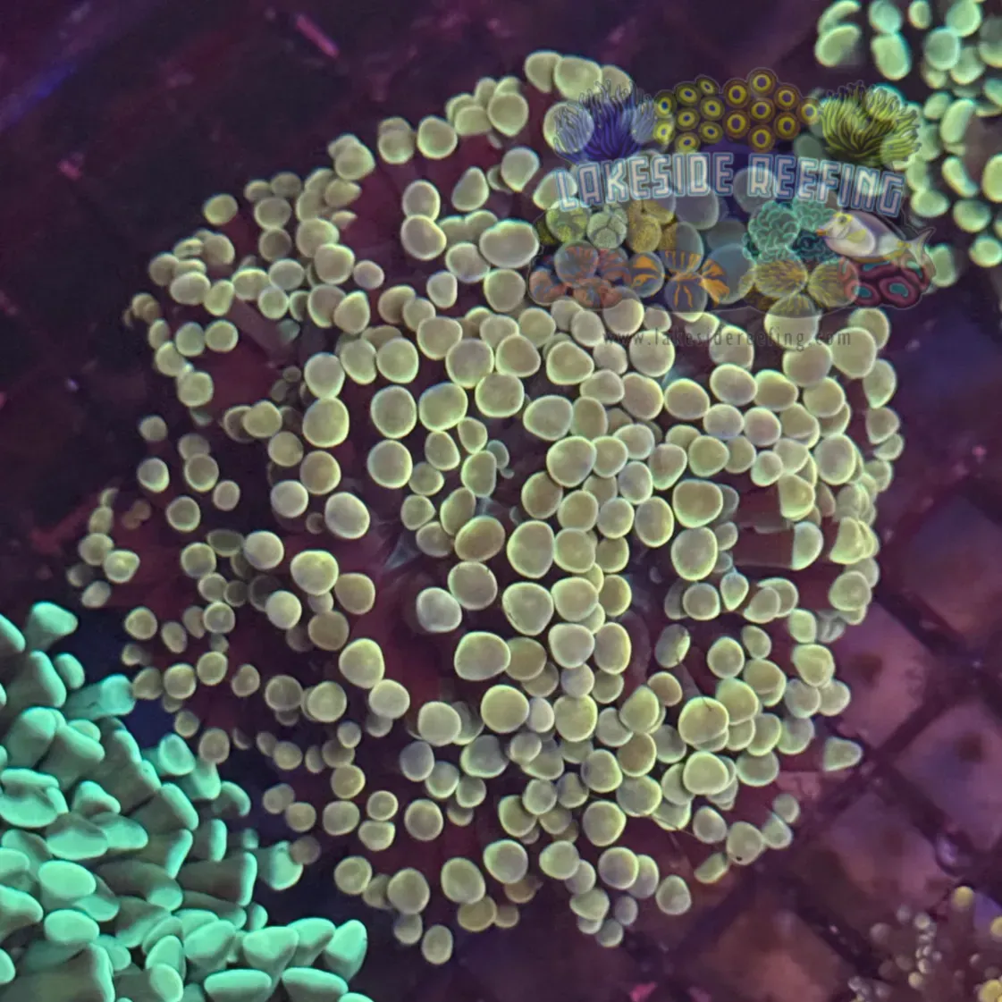 Ultra Gold Master Hammer Coral R1A3