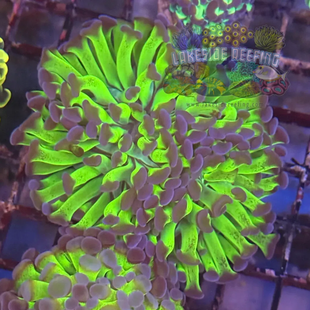 Bi-Color Metallic Tip Toxic Hammer Coral R2C9