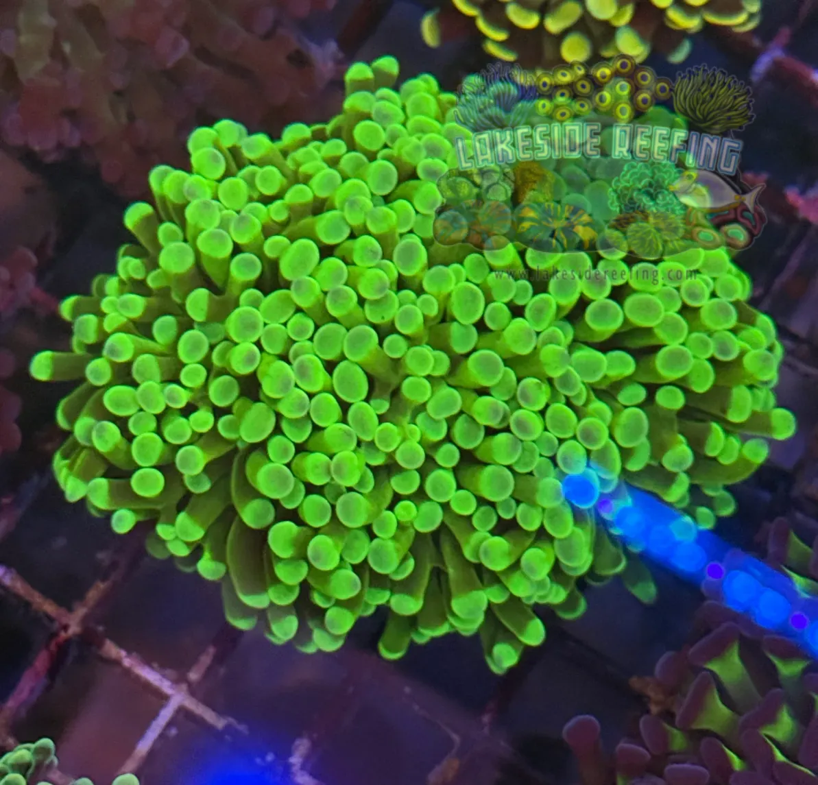 Ultra Bright Glowing Green Hammer Coral R2B5