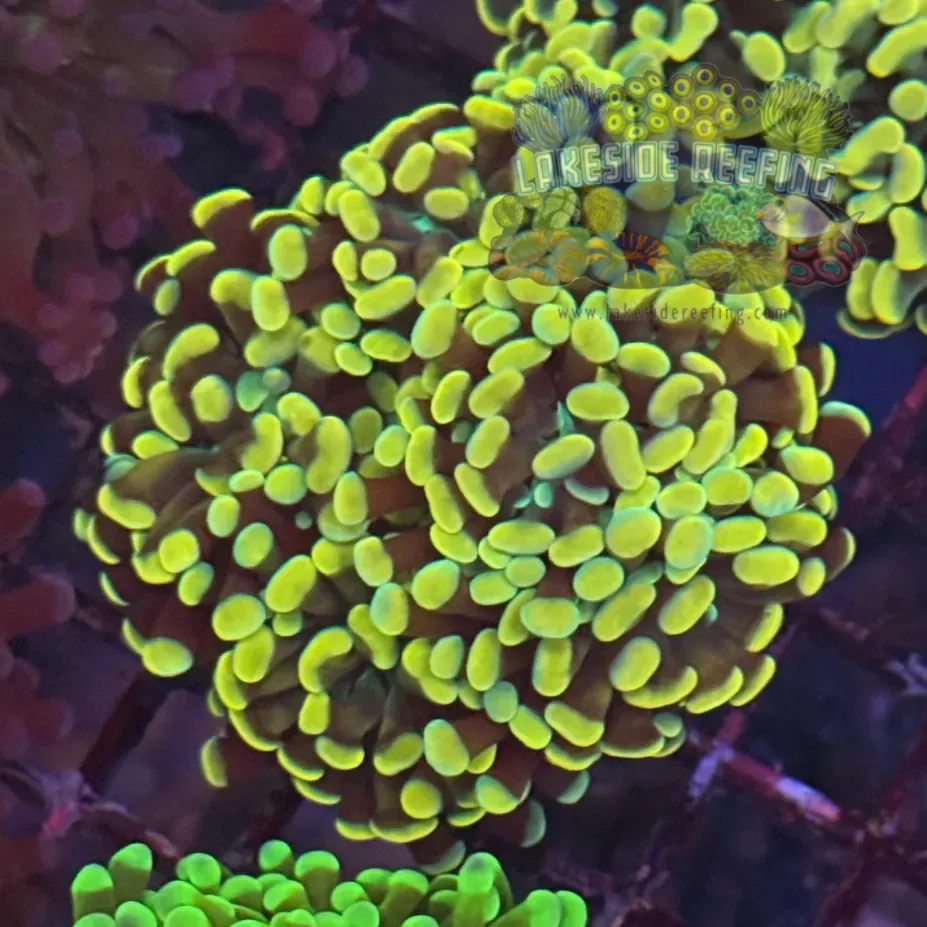 Ultra Gold Hammer Coral R2B6