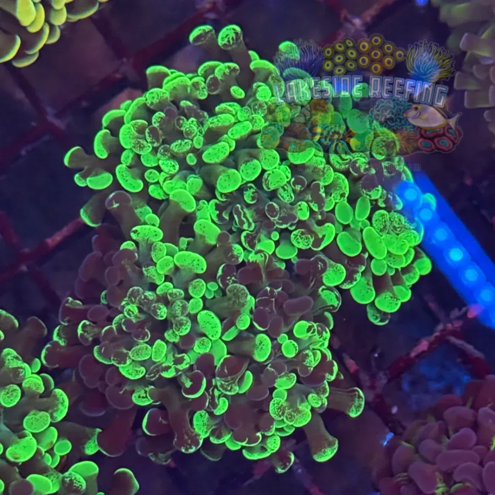 Bi-Color Toxic Splatter Hammer Coral R2B2
