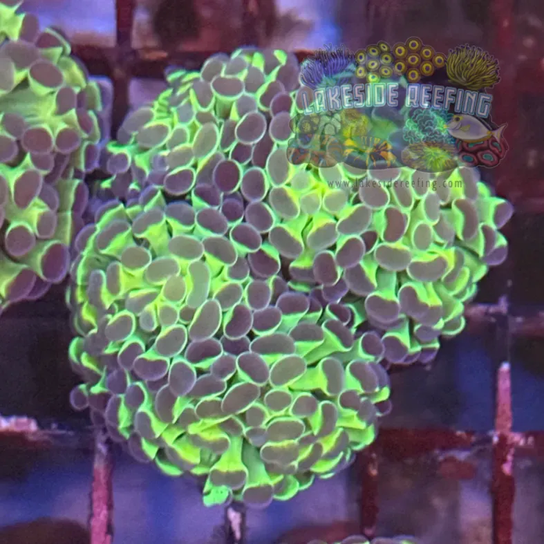 Ultra Bright Metallic Hologram Hammer Coral R3A7