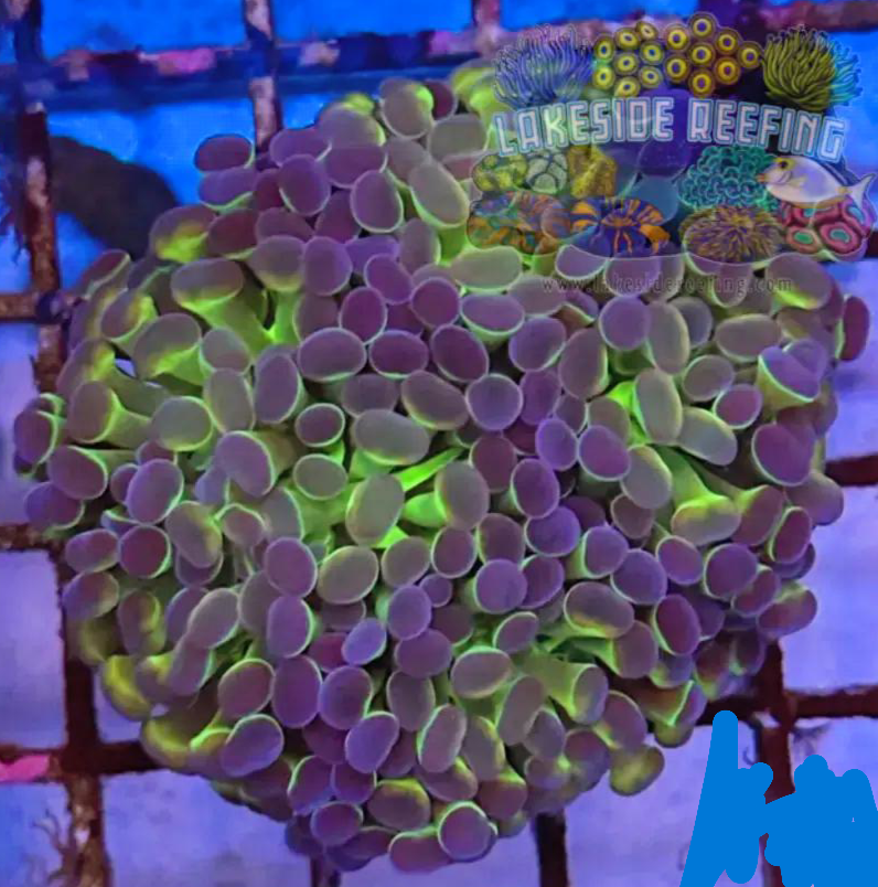 Ultra Bright Metallic Hologram Hammer Coral R3E1