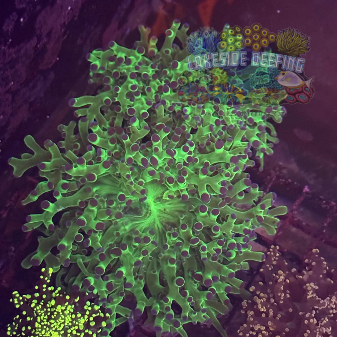 Bright Green Toxic Blue Tip Frogspawn Coral R1A7