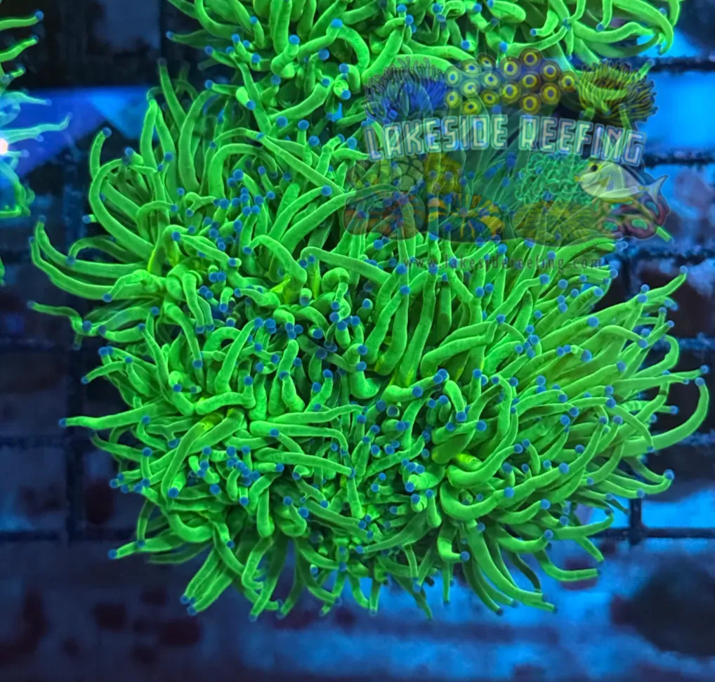 Ultra Lime Green with Blue Tips Torch Colony T1B1