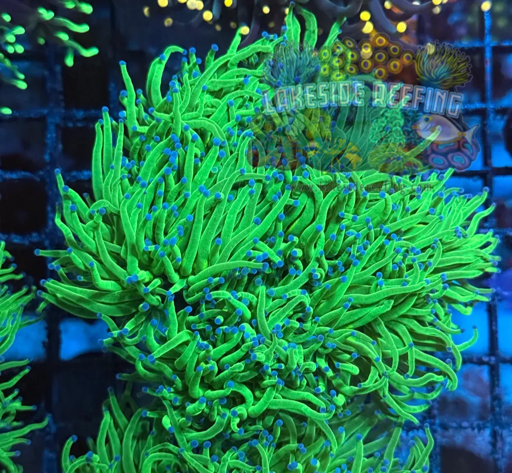 Ultra Lime Green with Blue Tips Torch Colony T1B2